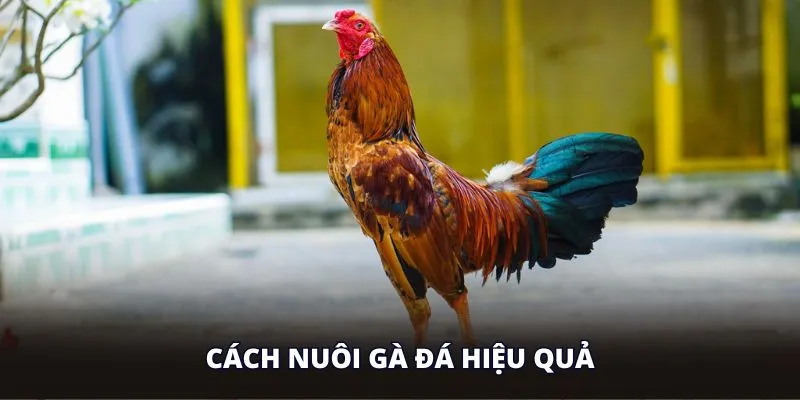 cach-nuoi-ga-da-hieu-qua