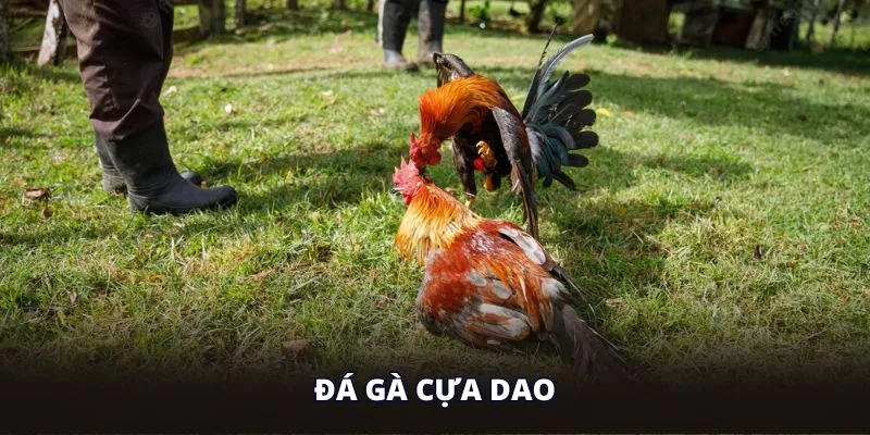 da-ga-cua-dao